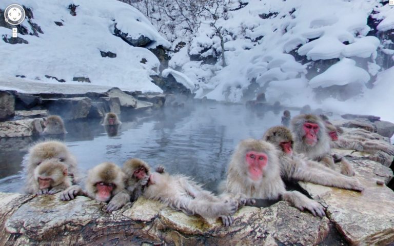 khỉ tắm onsen