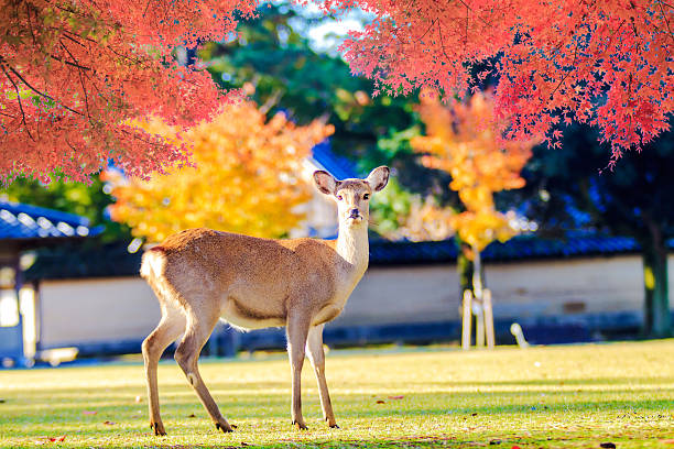 hưu sao ở công viên Nara